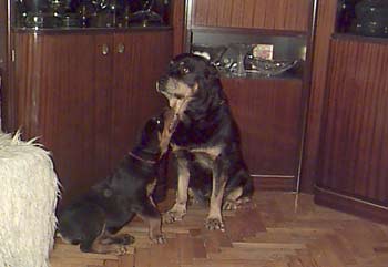 Фотография щенка ротвейлера Рус-Комильфо Есения и ротвейлера  Нора Стейли Ральч