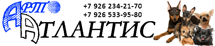 Питомник Арт-Атлантис, цвергпинчер (карликовый пинчер, миниатюрный пинчер, минпин), русский той терьер, чихуахуа